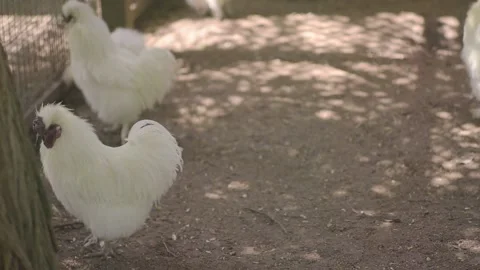 White crested hens walk Stock Footage 131250034