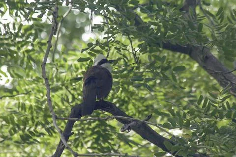White-crested Laughing Thrush is on a tree in nature. Stock Photos