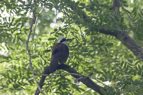 White-crested Laughing Thrush is on a tree in nature. Stock Photos