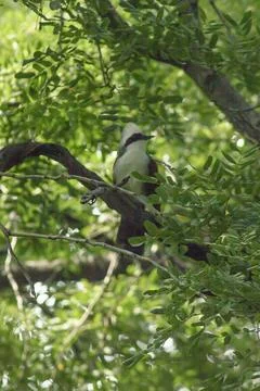 White-crested Laughing Thrush is on a tree in nature. Stock Photos