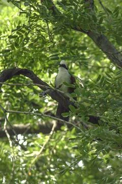 White-crested Laughing Thrush is on a tree in nature. Stock Photos