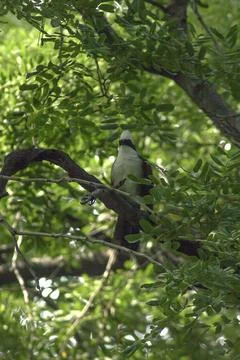 White-crested Laughing Thrush is on a tree in nature. Stock Photos