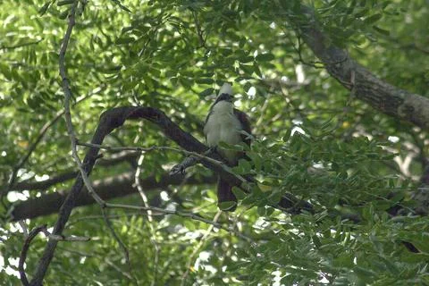 White-crested Laughing Thrush is on a tree in nature. Stock Photos