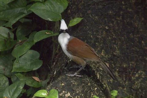 White-crested Laughing Thrush is on a tree in nature. Stock Photos