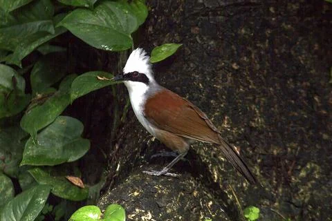 White-crested Laughing Thrush is on a tree in nature. Stock Photos