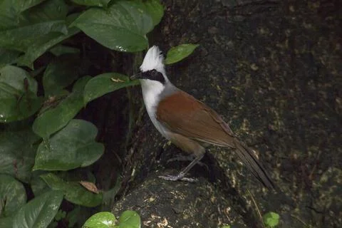 White-crested Laughing Thrush is on a tree in nature. Stock Photos