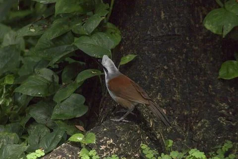 White-crested Laughing Thrush is on a tree in nature. Stock Photos