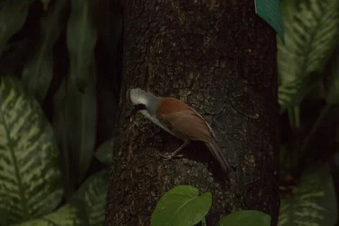 White-crested Laughing Thrush is on a tree in nature. Stock Photos