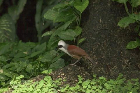 White-crested Laughing Thrush is on a tree in nature. Stock Photos