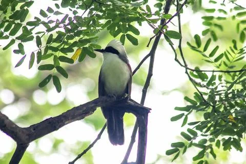 White-crested Laughing Thrush is on a tree in nature. Stock Photos