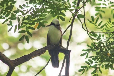 White-crested Laughing Thrush is on a tree in nature. Stock Photos