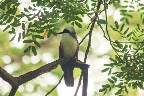 White-crested Laughing Thrush is on a tree in nature. Stock Photos