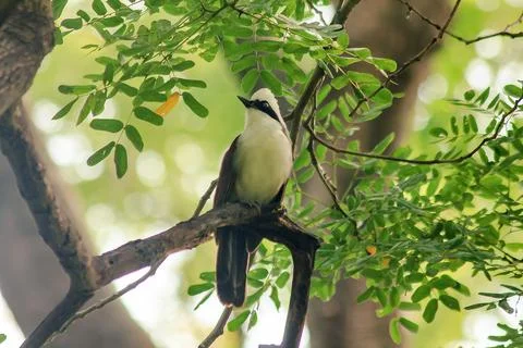 White-crested Laughing Thrush is on a tree in nature. Stock Photos