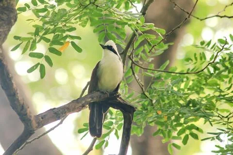 White-crested Laughing Thrush is on a tree in nature. Stock Photos