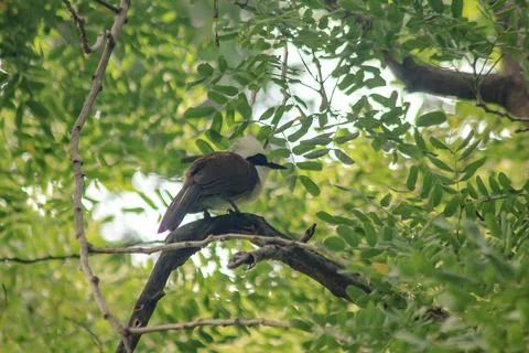 White-crested Laughing Thrush is on a tree in nature. Stock Photos
