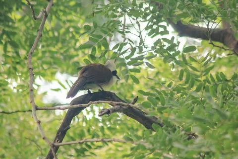 White-crested Laughing Thrush is on a tree in nature. Stock Photos