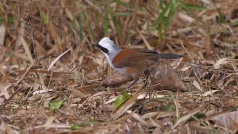 White-crested laughingthrush bird perched on ground among dried leaves Stock Footage 274120325