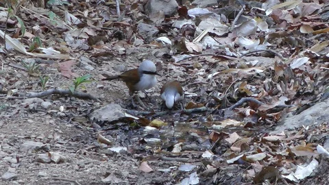 White-crested Laughingthrush, Cambodia Stock Footage 88546209