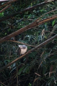 White-crested laughingthrush, perching on tree branch in nature Stock Photos
