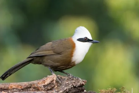 White crested laughingthrush Stock Photos