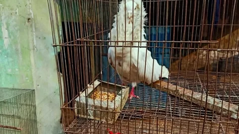White Crested Pigeon in Rusty Cage, Bird Market Scene Stock Footage 301947667