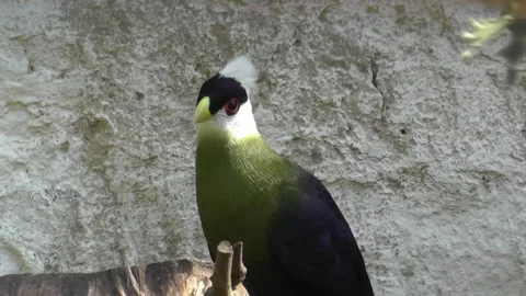 White Crested Turaco Bird Video stock 229825373