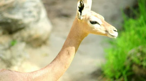 White crested turaco Stock Footage 667352