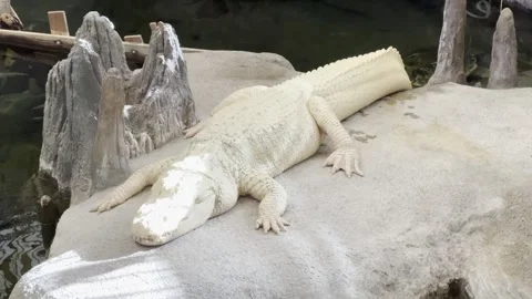White crocodile Stock Footage 264613471
