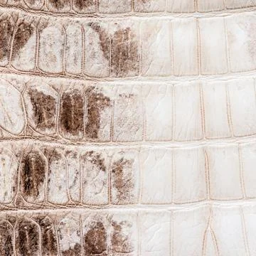 White crocodile leather texture  background 스톡 사진