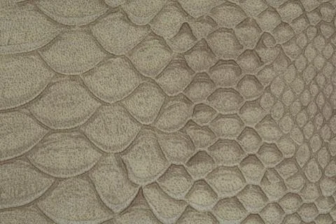 White crocodile skin pattern, abstract danger texture closeup Stock Photos