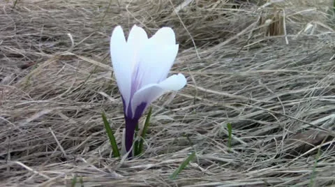 White crocus against the dry grass Stock Footage 24695995
