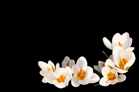 White crocus on a black background Stock Photos