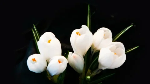 White Crocus Bloom, timelapse, snowdrops Stock Footage 41084898