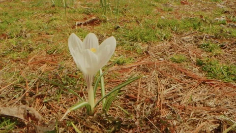 White Crocus Blooming at Planting Fields Arboretum, Oyster Bay, NY Video stock 318428641