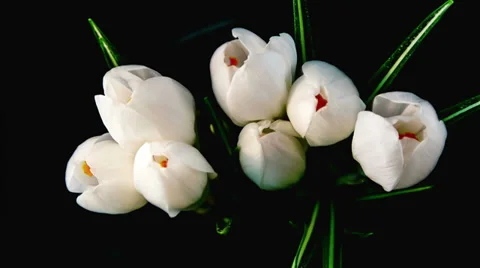 White crocus blossom 動画素材 36191753
