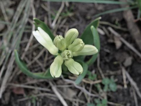 White crocus bud in blurred focus Stock Photos