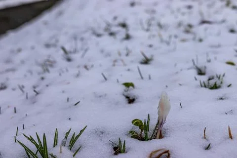White Crocus Bud Emerging Through Snow in Early Spring Foto stock