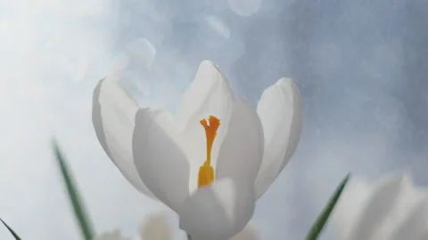 White crocus close up. Stock Footage 150699629