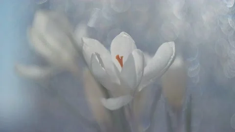White crocus close up. Stock Footage 150859891