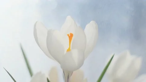 White crocus close up. There is a beautiful bokeh in the background. Stock Footage 150445765