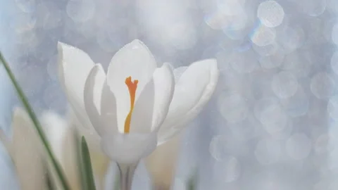 White crocus close up. There is a beautiful bokeh in the background. Stock Footage 150568888