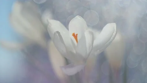 White crocus close up. There is a beautiful bokeh in the background. Stock Footage 150954613
