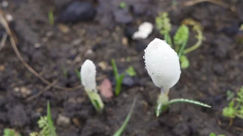 White crocus with closed flower in raindrops close up Stock Footage 153256938