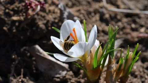 White crocus (Crocus vernus) with a honeybee (Apis mellifera) collecting ne.. Stock Footage 330944922