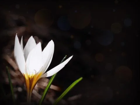 White crocus on a dark background Stock Photos