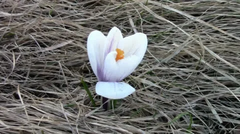 White crocus in early spring Stock Footage 24695884