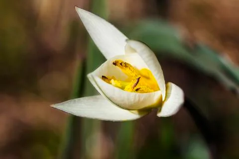 White crocus flavus Stockfoto's