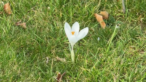 White crocus flower blooming in green spring grass Stock Footage 334156759