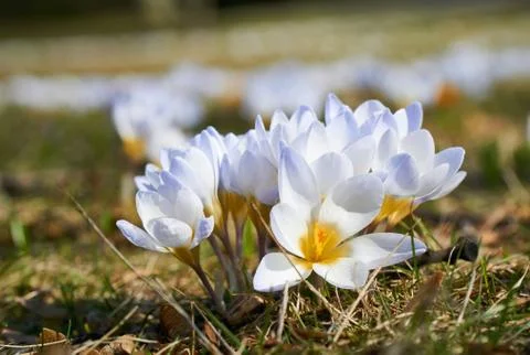 White crocus flower blossoms at spring Stock Photos