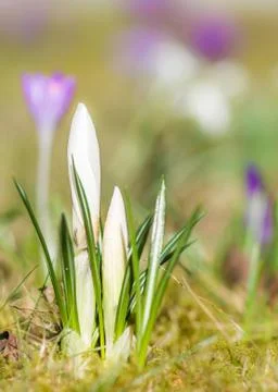 White crocus flower buds in spring Stock Photos